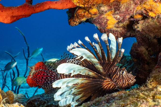 Fun Dives Cozumel South Marine Park - Language Options