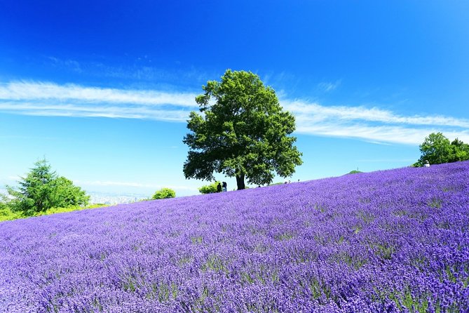 Furano & Biei 4 Hour Tour: English Speaking Driver Only, No Guide - Booking and Cancellation Policy