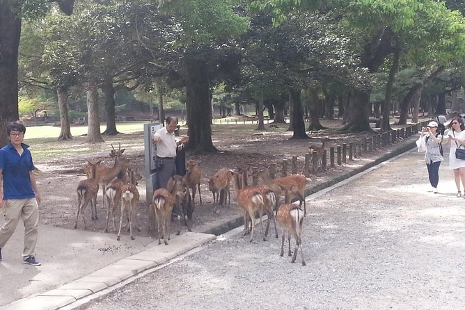 Fushimi Inari & Nara Highlights Walking Tour - The Tour Experience