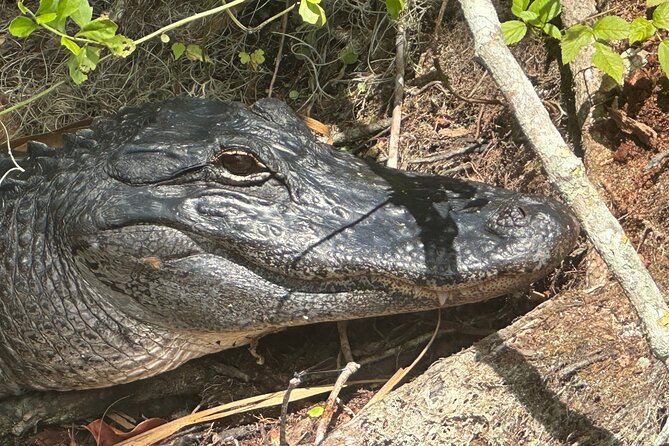 Gator Viewing Clear Kayak Springs Tour - Exploring the Silver Springs