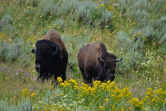 Grand Teton National Park Full Day Tour Review - Tour Operator Information