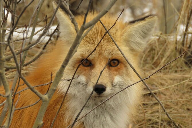 Grand Teton Park & Jackson Hole - PRIVATE Morning Wildlife Tour - Pickup and Transportation