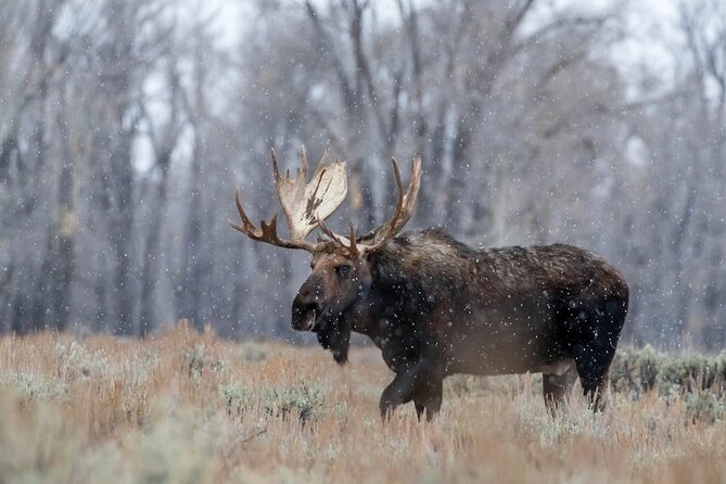 Grand Teton Private Winter Tour - Customized Experience