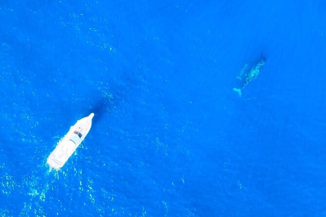 Great Whale Watching at Kerama Islands and Zamami Island - The Whale Watching Experience
