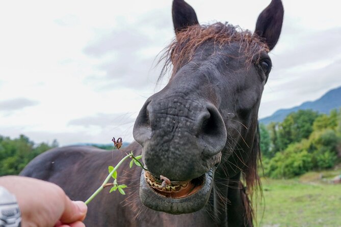 Guided Experience to Learn About Horses and Horse Care - Participant Guidelines