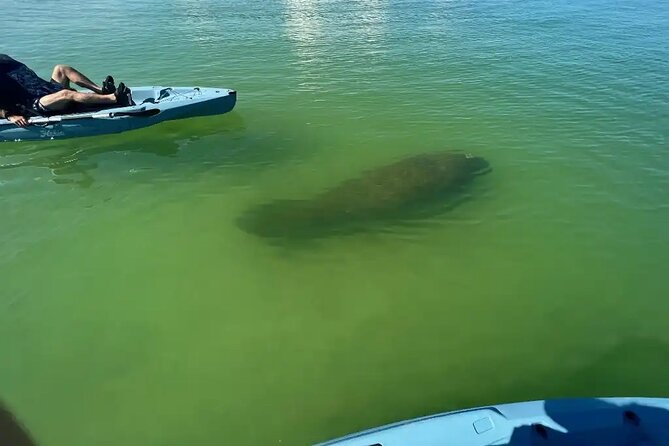 Guided Glow LED Kayak Sunset Activity in Bonita Springs - Participant Guidelines