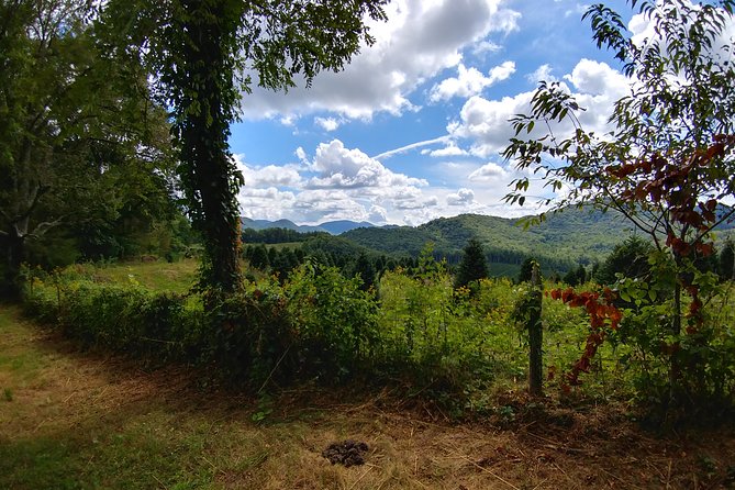 Guided Horseback Ride Through Flame Azalea and Fern Forest - Scenic Views and Local History