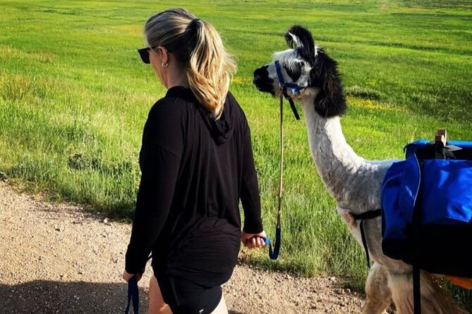 Guided Llama Hike in the Rocky Mountains - Customer Feedback and Recommendations