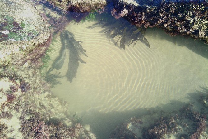 Guided Marine Walk: - Sardinia Bay (Marine Protected Area) - 2 Hours - Booking Process
