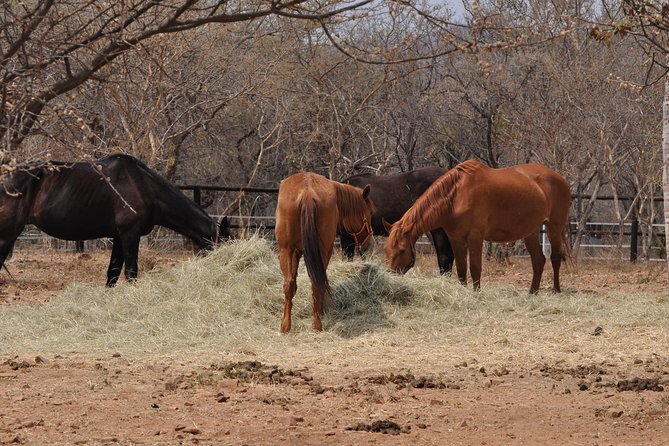 Guided Pony Riding in the Tranquil Surroundings of the Notwane Dam - Schedule and Operating Hours