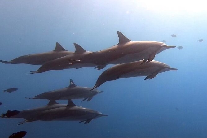 Guided Shore Dive - Important Policies and Terms
