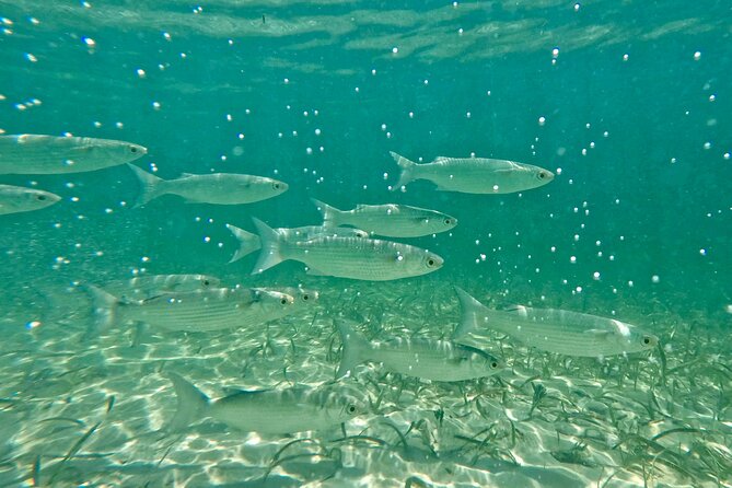 Guided Snorkel Experience, Free Videos in West Palm Beach - Inclusions and Pricing