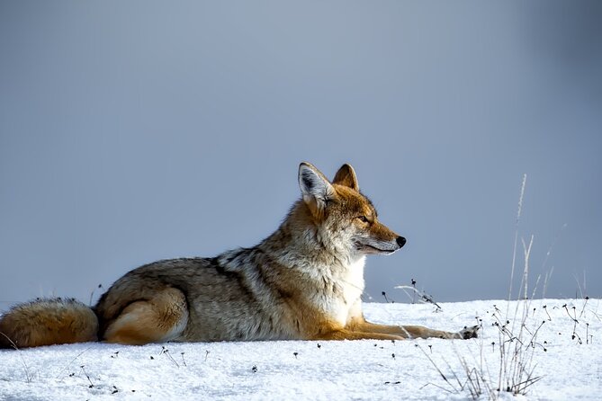 Guided Yellowstone Wildlife Tour Review - Highlights of the Tour