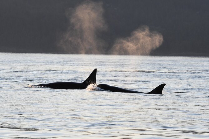 Half-Day Anacortes Whale and Wildlife Watching Guided Adventure - Guest Reviews