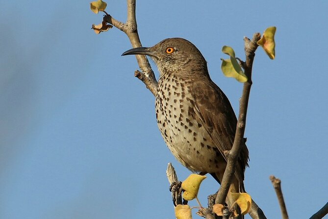 Half-Day Bird Watching Endemics Activity in Los Cabos - Traveler Reviews and Insights