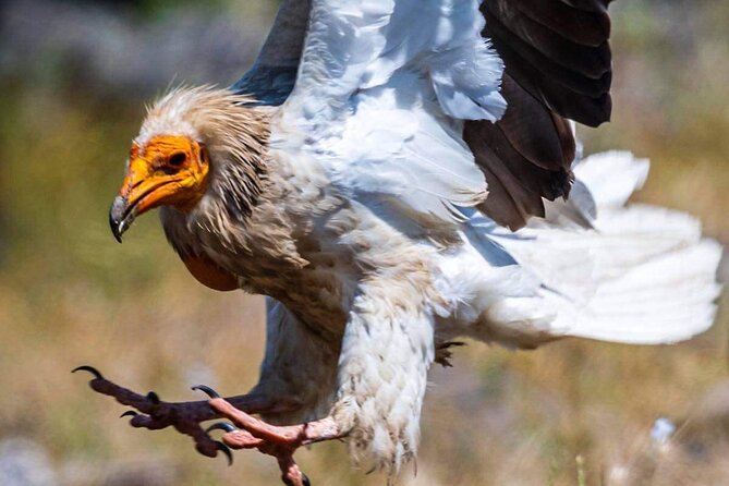 Half-Day Group Guided Birdwatching Tour With Ravadinovo Castle - What to Expect