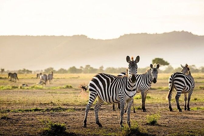 Half Day Morning or Afternoon Guided Tour : Nairobi National Park - Cancellation Policy