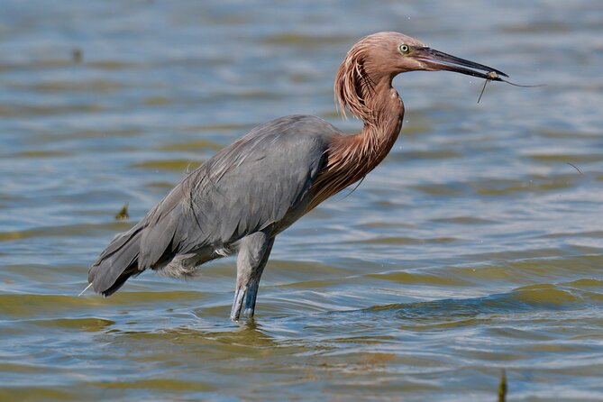 Half-Day Private Bird Tour of Fort De Soto Park in St. Petersburg - 2 Person Max - Highlights of the Birding Experience