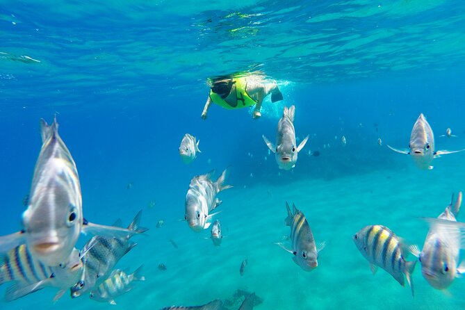 Half-Day Private Catamaran Tour in Puerto Plata - Participation Requirements