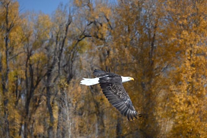 Half-Day Private Guided Fly Fishing at Jackson Hole - Accessibility and Participation