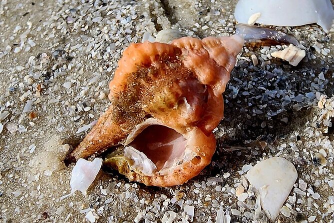Half Day Private Shelling Dolphin EcoTour in 10 000 Island Marco - Additional Details