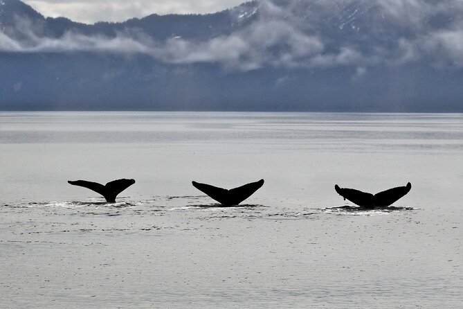 Half-Day Resurrection Bay & Wildlife Tour From Seward - Tips for a Great Experience