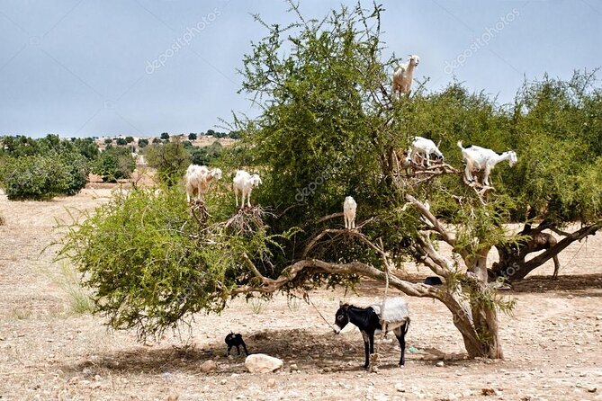 Half Day Tour : Agadir Goats in Argan Trees & Souk El Had Market - Pricing Information