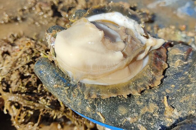 Half-Day Trip - Oysters in Ston - Customer Feedback Highlights