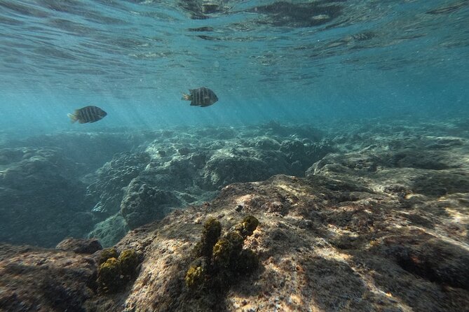 Hanauma Bay Guided Snorkeling Tour With Transportation - Snorkeling Highlights and Marine Life Encounters