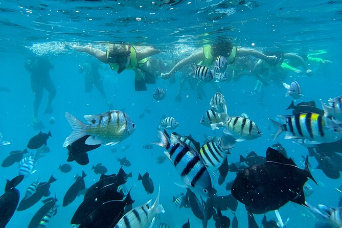 Hawaii Snorkeling With Turtles Boat Tour in Waikiki - Pricing and Booking Details