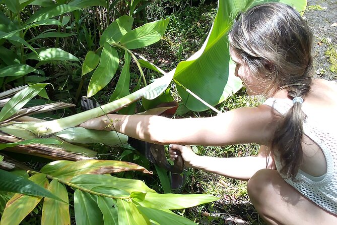 Hawaiian Rainforest Banana Cultivation Experience - Interact With Jason and Nicki