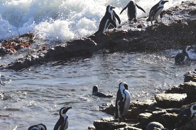 Hemel En Aarde Whale Coast + Wine Day Tour With Private Transfer - Wine Tasting Experience