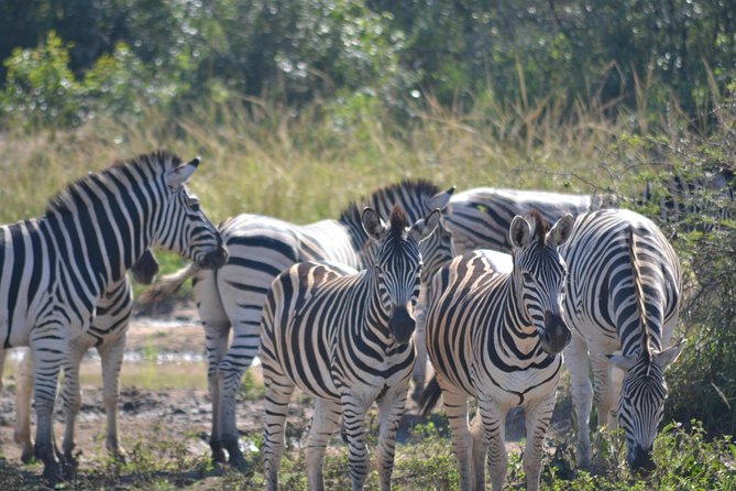 Hluhluwe Imfolozi Big 5 Safari Tour From Durban - Pricing Details