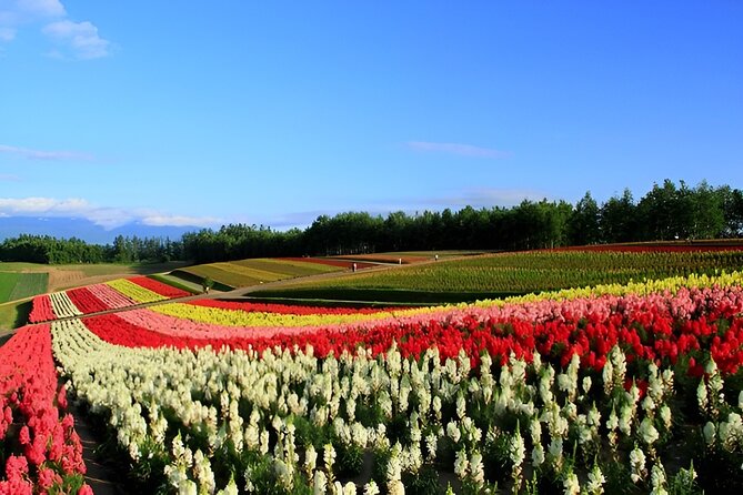 Hokkaido Furano and Biei Private Day Tour（Depart From Sapporo） - Important Considerations