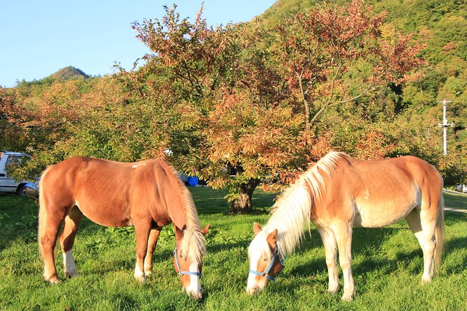 Horseback-Riding in a Country Side in Sapporo - Private Transfer Is Included - Cancellation and Review Information