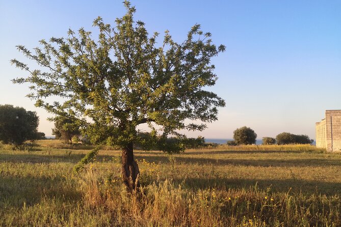 Horseback Riding Through the Apulian Countryside - Benefits of Horseback Riding