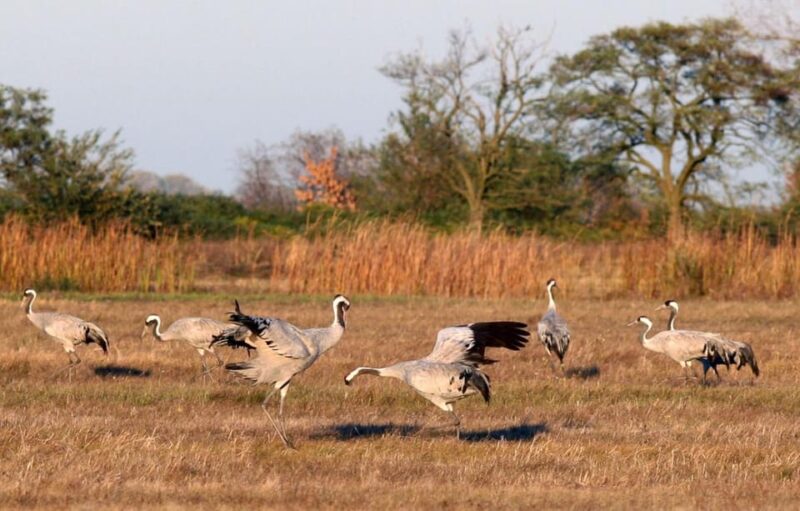 Hortobágy: Crane-watching at Dusk & Visit to the Puszta Park - Cultural Importance of Cranes
