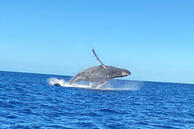Humpback Whale Watching in Kailua-Kona Review - Detailed Review and Feedback