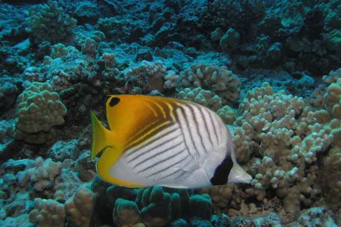 Intro Dive Kaanapali Swim Ability Required - Meeting and End Points