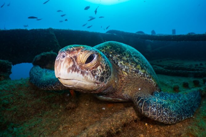 Introductory Diving Class in the Cozumel Reefs - Pickup Options Available