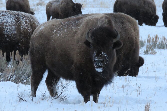 Jackson Hole & Grand Teton Park - Full-Day Wildlife Tour - Guide Expertise