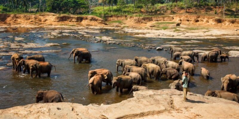 Kandy and Pinnawala: Private Day Trip From Colombo Harbor - Important Information