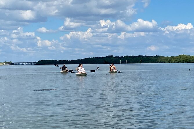 Kayak Adventure at Shell Key Preserve Review - Wildlife Sightings and Nature Observation