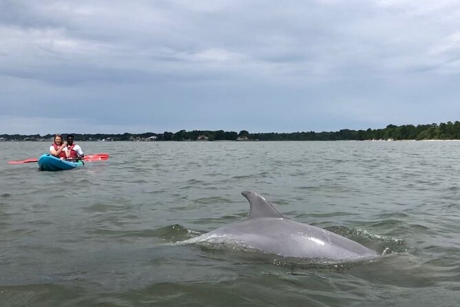 Kayak Dolphin Experience in Virginia Beach Must Know How to Swim - Cancellation Policy