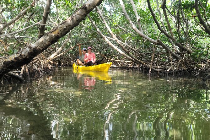 Kayak Through Mangrove Forests Review - Favorable Pricing and Value Proposition