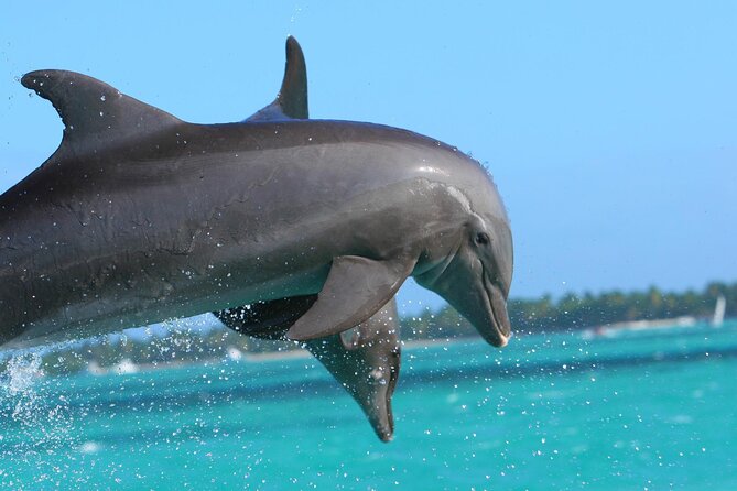 Key West Dolphin Watching and Snorkeling With Beer and Wine From Miami - Customer Reviews and Ratings