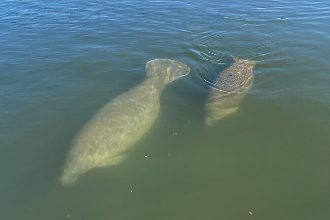 Kings Bay Eco Tours - Tour Experience