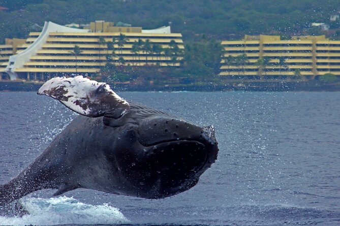 Kona Humpback Whale Watching Review - Booking and Cancellation