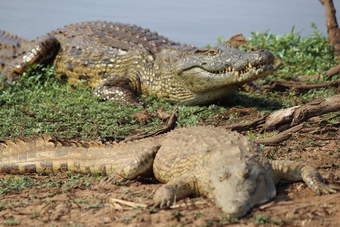 Kruger National Game Park Three Day PRIVATE Tour - Game Drive Experiences