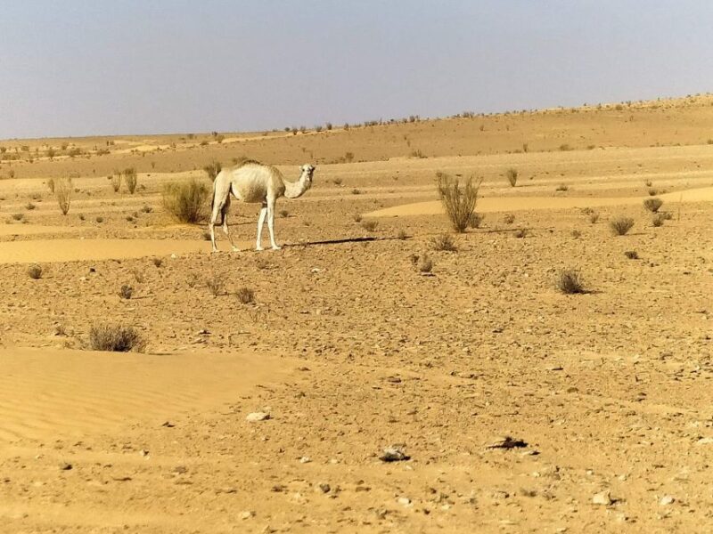 Ksar Ghilan (Oasis) One Day Tour : Starting From Djerba - Camel and Quad Riding